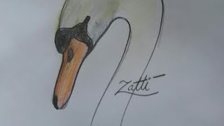 Desenhando a cabeça de um Cisne