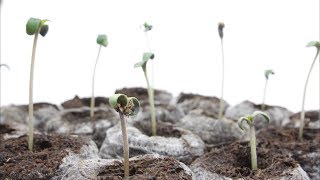 Montaje de ARMARIO de CULTIVO INDOOR de CANNABIS. GERMINAR SEMILLAS de MARIHUANA SKUNK. Barraca 02