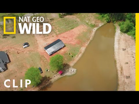 Introducing bass to a new pond | Critter Fixers | Nat Geo Wild