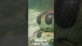 Impresionante!!!!! Anaconda verde 🐍🐍🐍🐍🐍