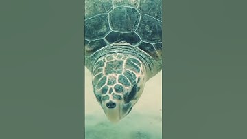 The Incredible Journey of Sea Turtles