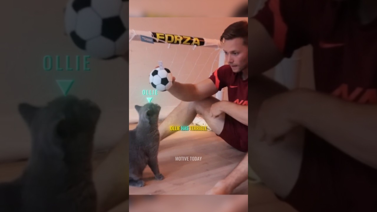 From lazy cat to goalkeeper! 🐱🧤⚽