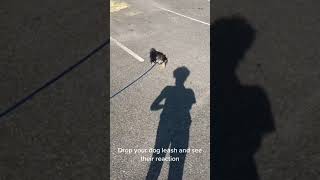 Smart puppy brings dropped leash back to owner