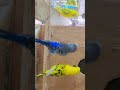 #birds #budgies #exotic