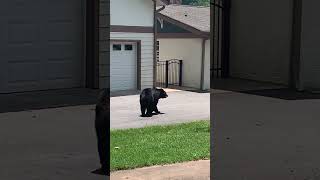 Bears' Unexpected Visit Around a House