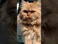 cat | persian cat | golden Persian cat edit #shorts #viral #persiancat #cat