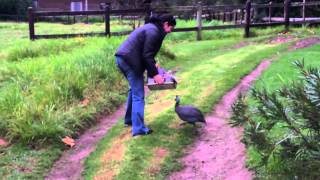 Attacked by Guinea Fowl