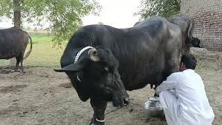 piuer nili buffalo for sale live chowai 22-4-2024 in Punjab Pakistan on YouTube