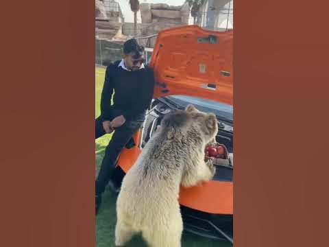 Dubai Sheikh 👑👑👑 with his bear 🐻🐻🐻 - YouTube