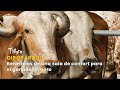 Giropardo: Beneficios de una sala de confort para el ganado lechero - TvAgro por Juan Gonzalo Angel