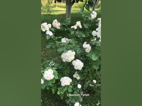 Квітне троянда Букет Парфе #садівництво #трояндовий_сад #всаду - YouTube