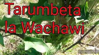 Mnana Unavyotumika Na Wachawi Kuitana Na Kuwaamsha Misukule 255629648201 Dr Fungilwa Mnana Unavyotumika Na Wachawi Kuitana Na Kuwaamsha Misukule 255629648201 Dr Fungilwa
