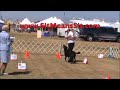 PERFECT DOG OBEDIENCE SCORE | SIT MEANS SIT DOG TRAINER