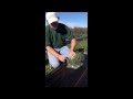 Lavender Cut When To Back