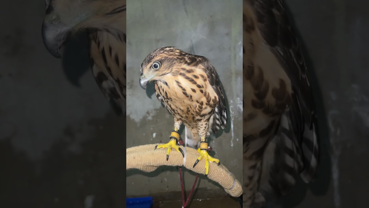 #birds #បក្សីប្រម៉ាញ#ស្ទាំង