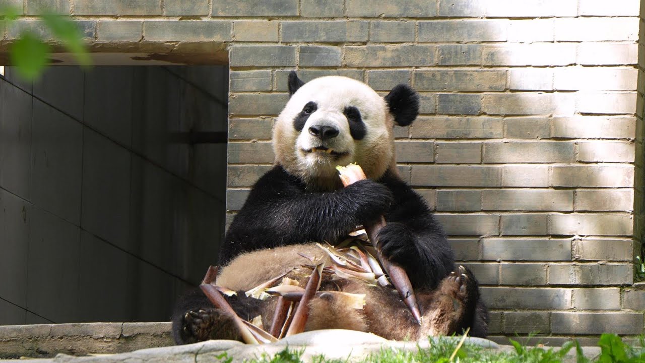 人见人爱的叻叻 