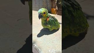 PAPAGAIO MACHO OU FÊMEA: COMO SABER? #parrot #draves #birds #cockatiel #duck #hen #pigeon #bird #ave
