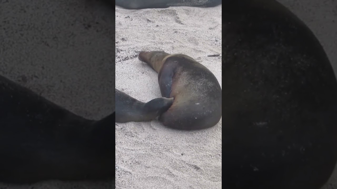 Galapagos Sealion (Zalophus wollebaeki) Nursing 