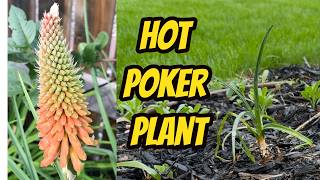 Planting Kniphofia