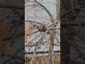 Дуб и его скелет