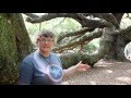 Charleston South Carolina | Angel Oak Tree Explore Johns Island