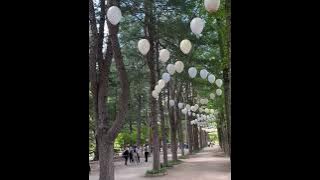 Nami Island (May 2024)Booked the trip on klook with english speaking tour guide and comfy Bus ride.