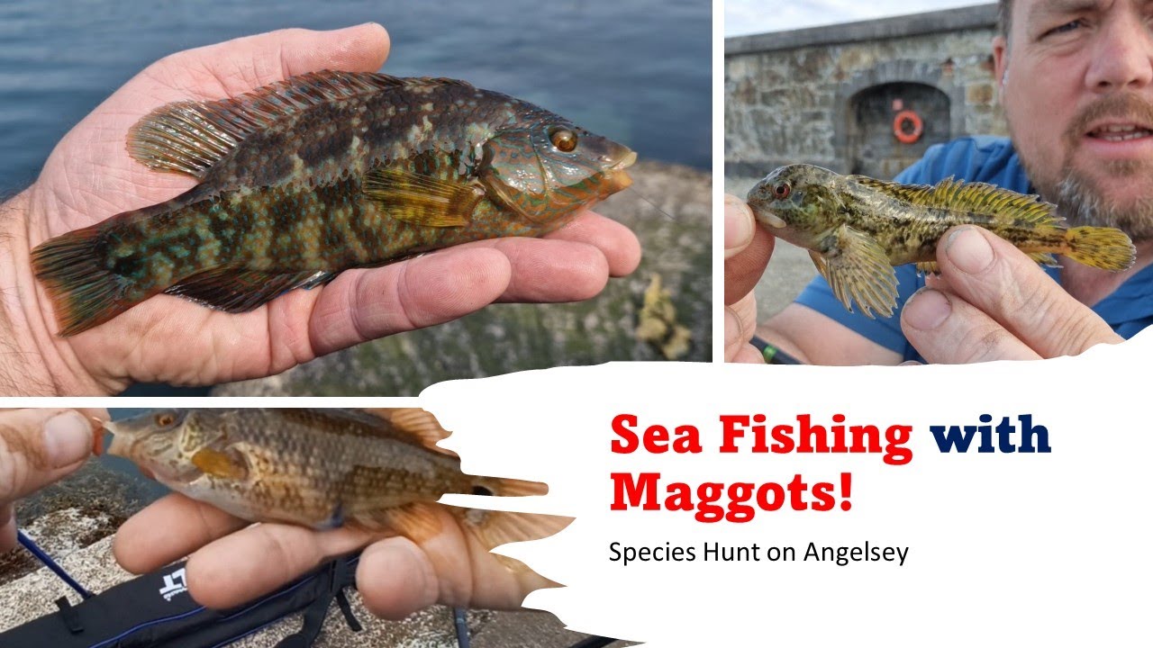 Meargot Fish Sea Fishing with Maggots!! - YouTube