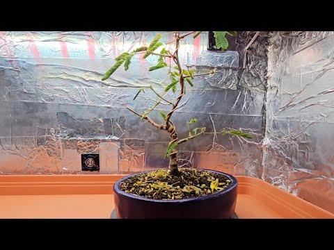 How do you Bonsai a Mimosa Pudica? - YouTube