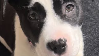 Happy 6 Months Sasha Big Puppy