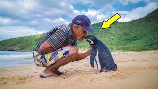 This penguin returns every year to visit the man who saved its life