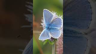 The amazing Common Blue Butterfly feeding The amazing Common Blue Butterfly feeding