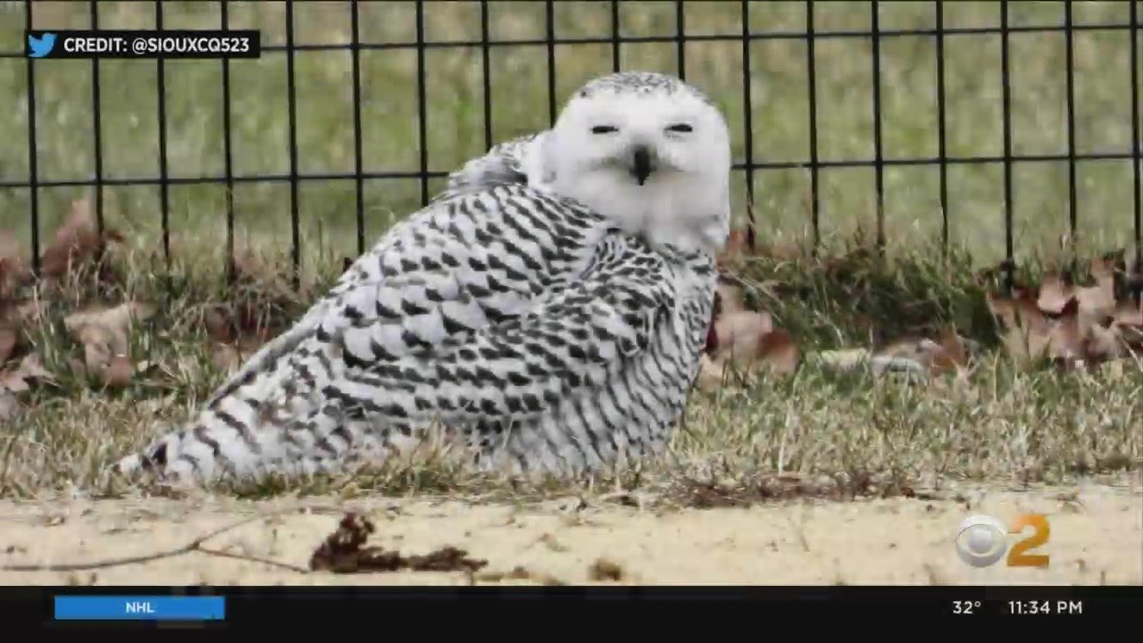 Extremely Rare Snowy Owl Spotted In Central Park