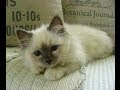 Animal Planet  :  Cats 101 ~ Birman の動画、YouTube動画。