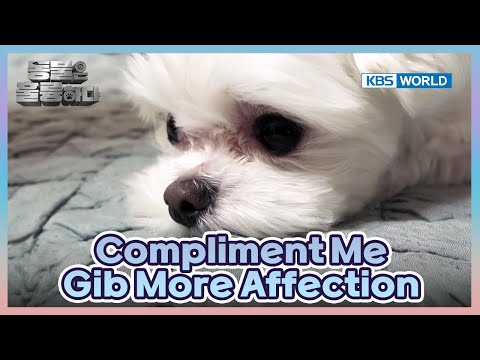 Turns out Daddy Was the Biggest Reward😅 [Animals Are Incredible : EP.15-2] | KBS WORLD TV 250409