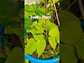 Healthy Beans Plant Growing in Bag 🌿 | Container Gardening Magic #viralvideo