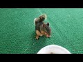 Douglas Squirrel - Squirrel Chatter - 2019