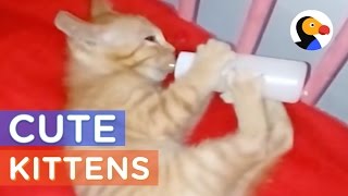 11 Kittens Guaranteed to Melt Your Heart: Cute Cat Compilation | The Dodo Best Of