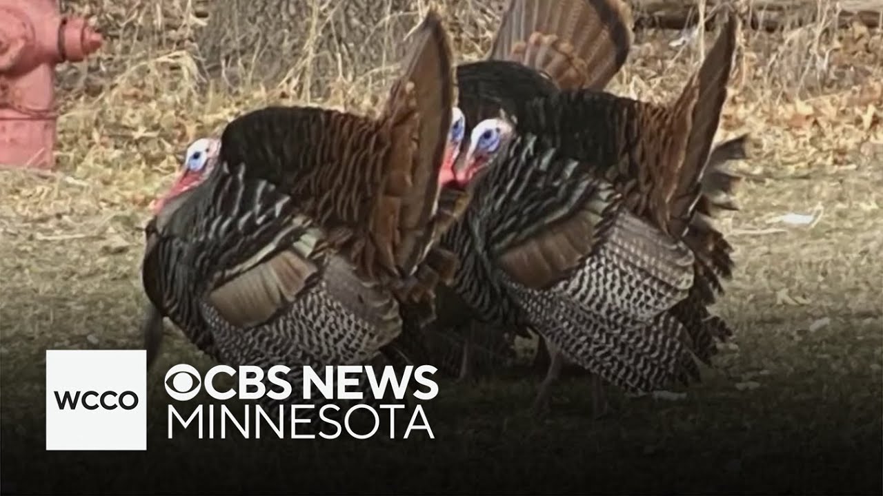 Wild turkeys on the attack in western Wisconsin