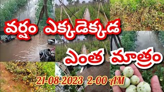2024 Anantapur tomato crop damage information /heavy tomato crop damag/Anantapur tomato crops