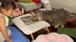 娘達から9歳の誕生日をお祝いされる猫　ノルウェージャンフォレストキャット　Cat congratulated on her 9th birthday by children
