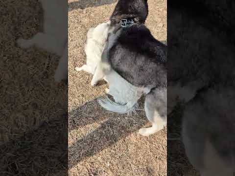 هاپو   شلتنا دوست  نزهه البرزخ کمک