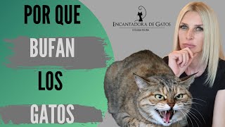 ¿HAY QUE TENER MIEDO A LOS BUFIDOS DE LOS GATOS? | Encantadora de Gatos
