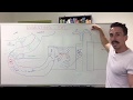 Fat Digestion Lipolysis Lipid Transport 