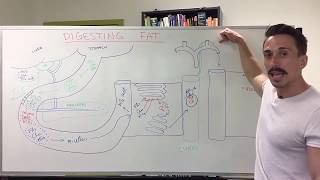 Fat Digestion  Lipolysis & Lipid Transport