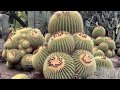 Amazing Cactus & Flowers Garden Tour - Huntington Library 2019