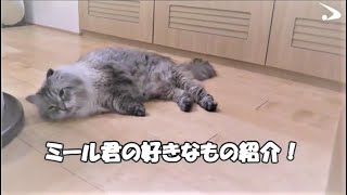 蒲亭11年前送貓給日本秋田縣  2/22貓之日亮相