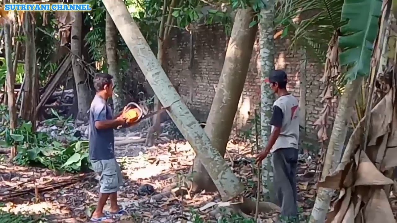 Menebang pohon sengon || sutriyani channel - YouTube