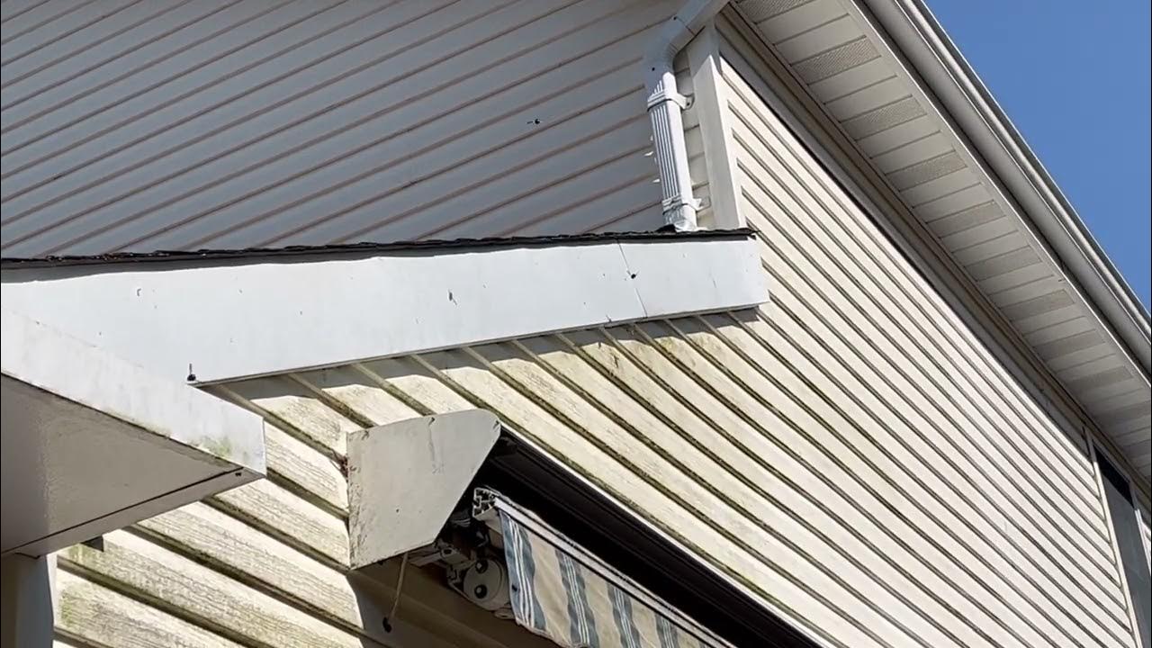 Carpenter Bees Boring Underneath the Fascia Board YouTube