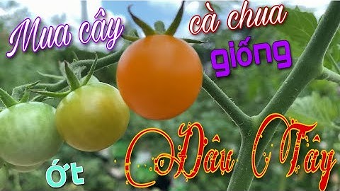 Mua dâu Tây (strawberry) cà chua chuỗi ngọc, ớt chuông xanh, ớt Mễ về trồng, Tracy GMT Vlog #28