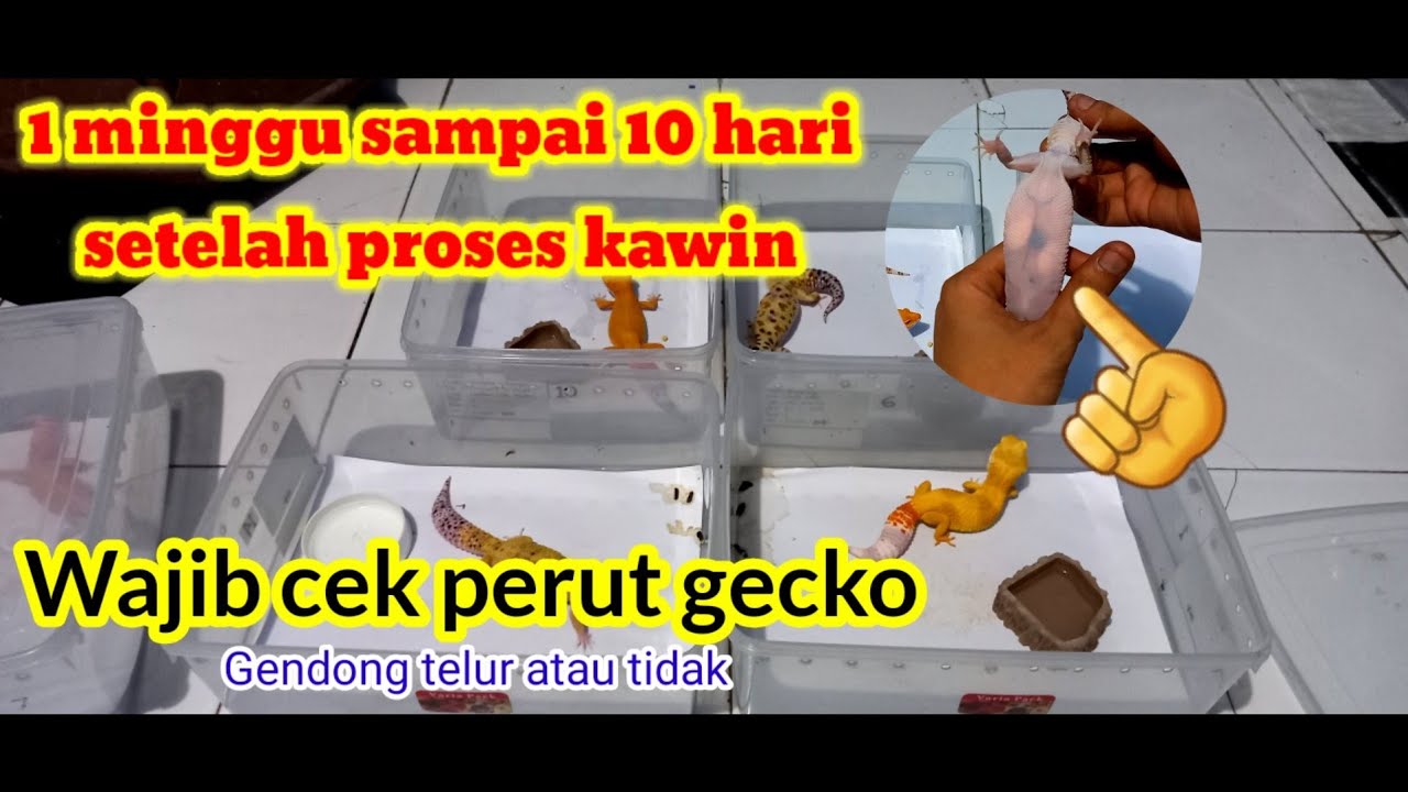 SUDAH GENDONG TELUR APA BELUM GECKO KITA,SETELAH KAWIN SEKITAR SEMINGGU SAMPAI 10 HARI.